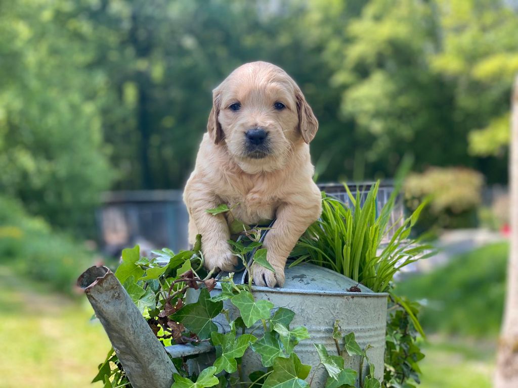 du Fond de la Noye - Chiots disponibles - Golden Retriever