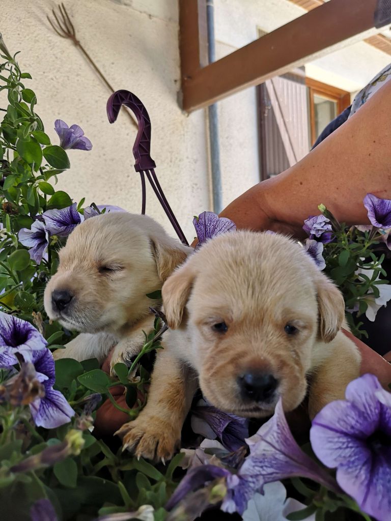 Chiot Labrador Retriever du Fond de la Noye