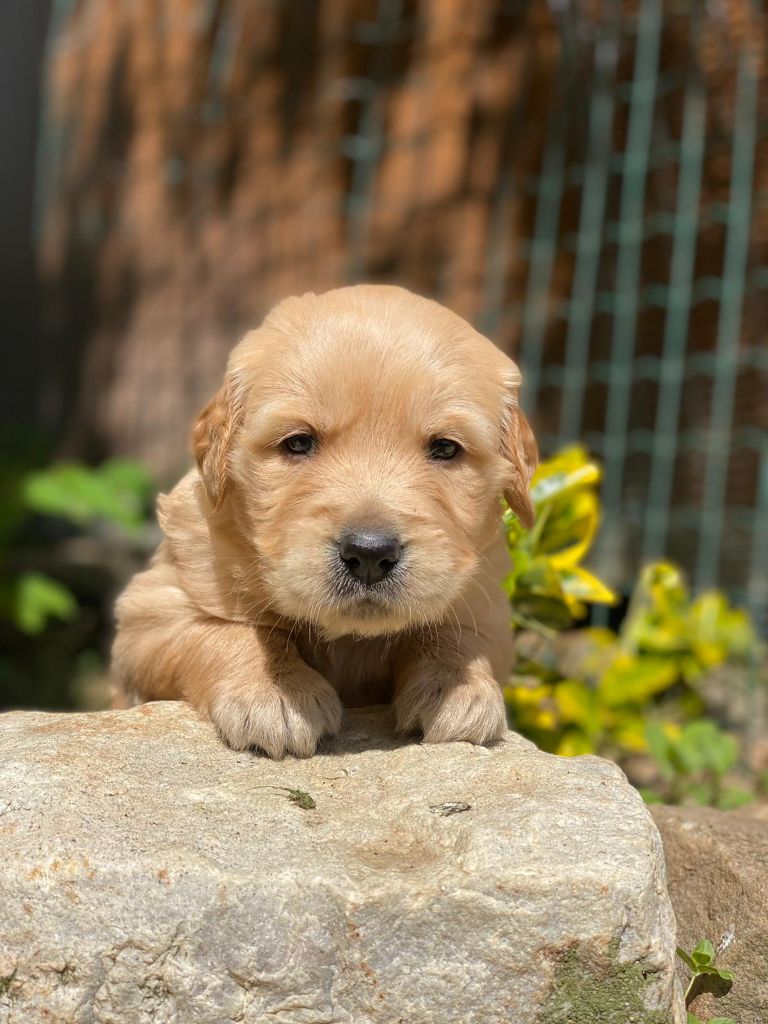 du Fond de la Noye - Chiots disponibles - Golden Retriever