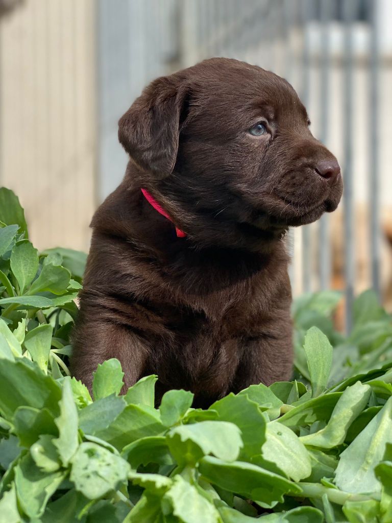 du Fond de la Noye - Chiots disponibles - Labrador Retriever