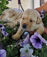 CHIOT