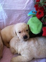 CHIOT