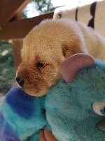 CHIOT