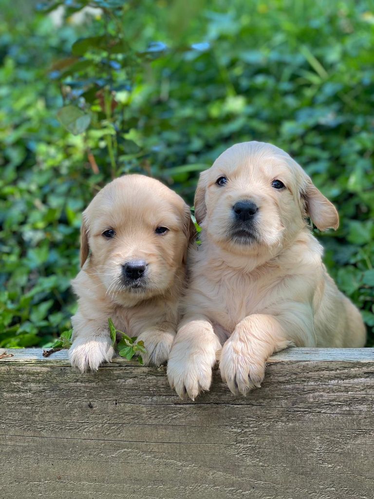 du Fond de la Noye - Chiots disponibles - Golden Retriever